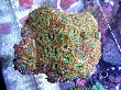 ACAN-G2.JPG